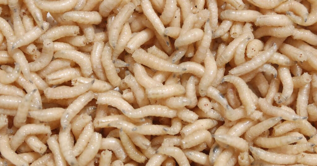 maggot debridement therapy