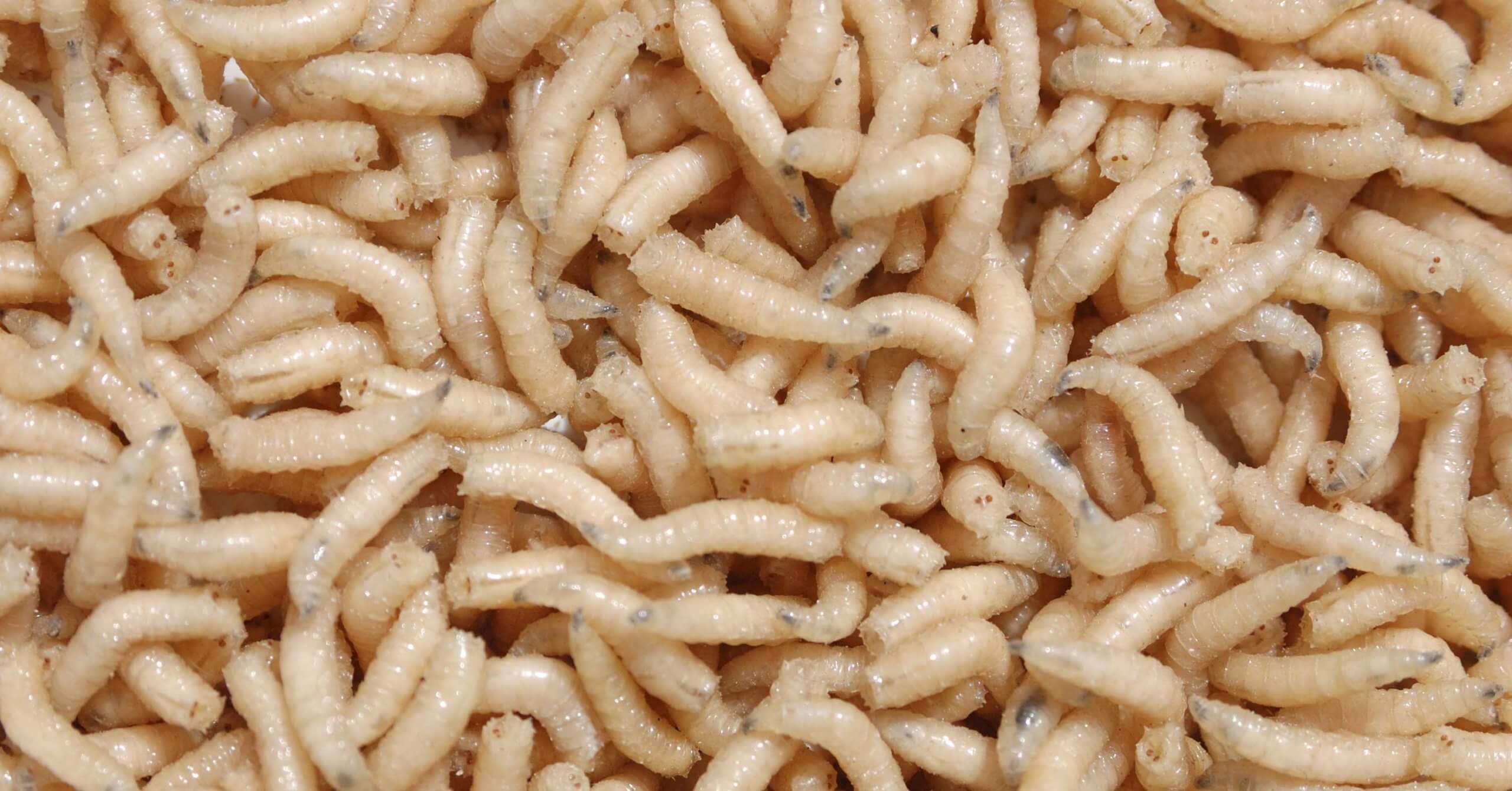 debridement maggots