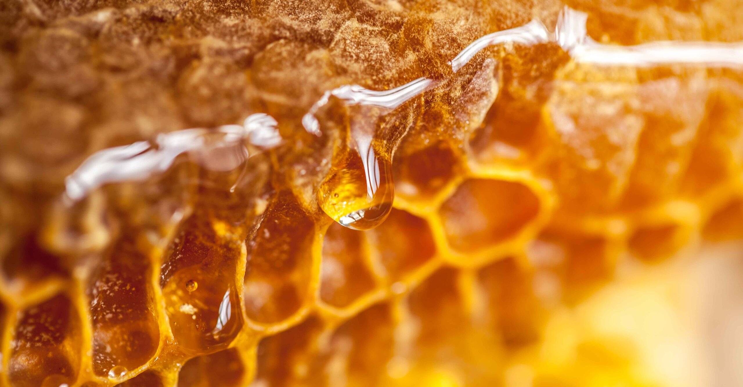 Getting Sticky Medical Honey for Wounds WCEI WCEI